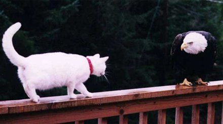 Un chat qui n'a peur de rien !