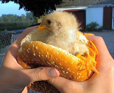 MCpoussin : le nouvel hamburger du Macdo
