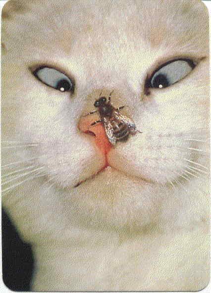 Une abeille sur un chat !