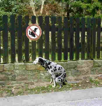 Un chien qui ne sais pas lire !