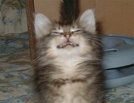 Un chat qui fait un sourire coincé !