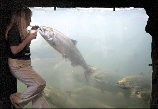 Un poisson gourmand