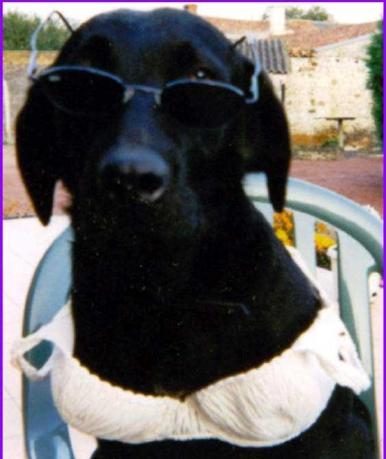 Un chien qui se travesti !