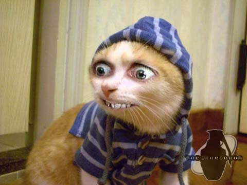 Mi homme mi chat