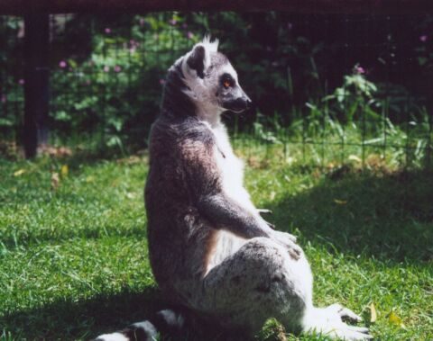 Animal qui fait de la relaxation