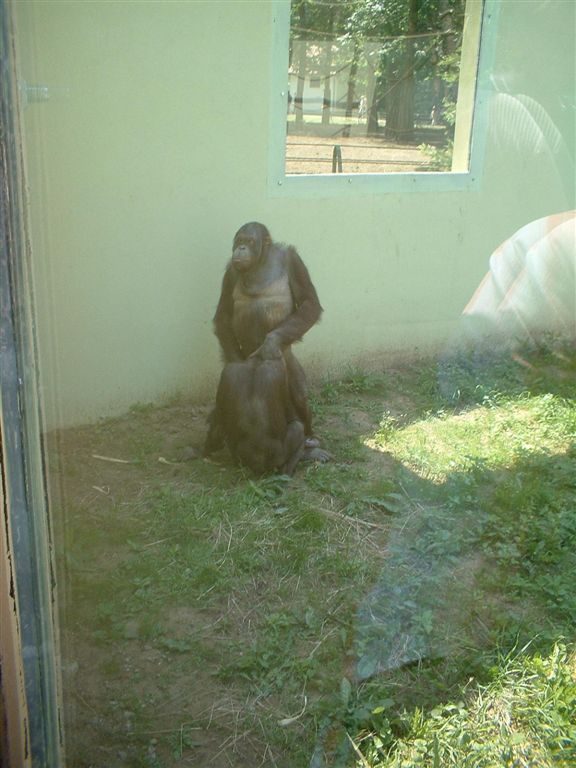 Sexe chez les singes !