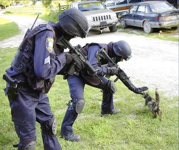 Un chat hyper dangeureux