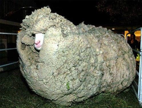 Un mouton bien caché