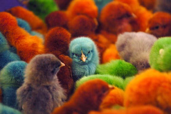 Des poussins de toutes les couleurs !