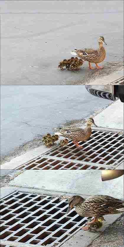 Disparition soudaine de poussins !
