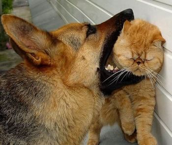 Bagarre entre chien et chats