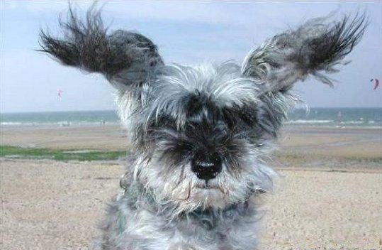 Chien qui fait l'hélicoptère