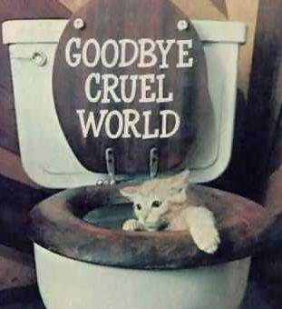 Un chat ce suicide aux toilettes !
