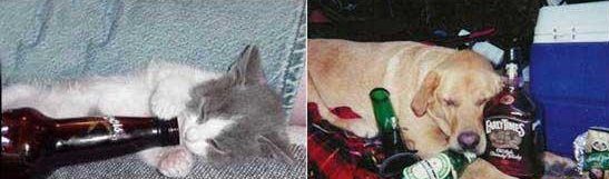 Animaux alcooliques