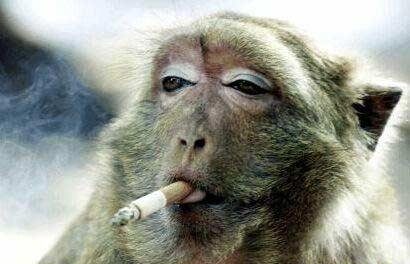 Singe fumeur