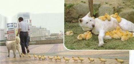 Un chien adopte des poussins