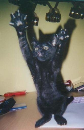 Ce chat tente d'attraper le flash