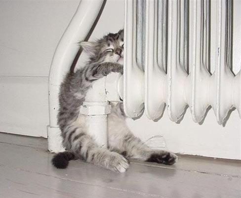 Ce chat se réchauffe sur le radiateur