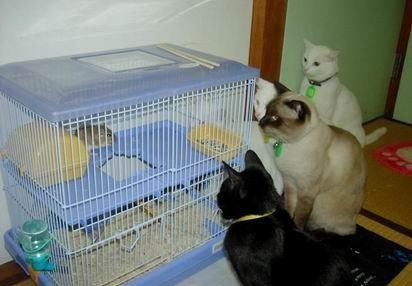 Au secours !