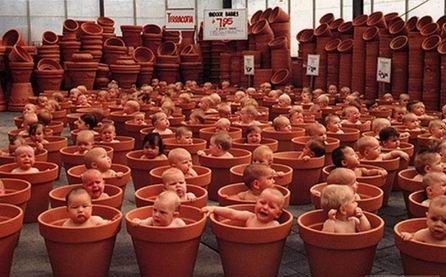 Plantation de bébés.