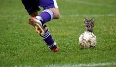 Le chat gardien de but